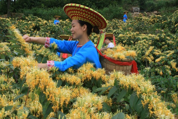 采摘金银花